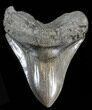 Large Fossil Megalodon Tooth - South Carolina #38680-1